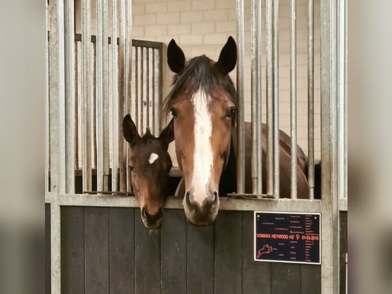 Zangersheider Mare 10 years 17 hh Bay-Dark in Veghel