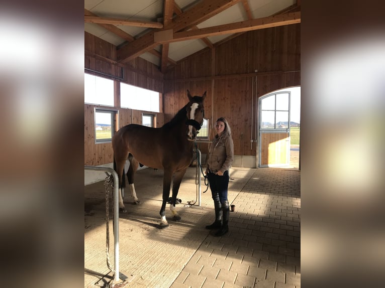 Zangersheider Mare 10 years 17 hh Brown in Peiting