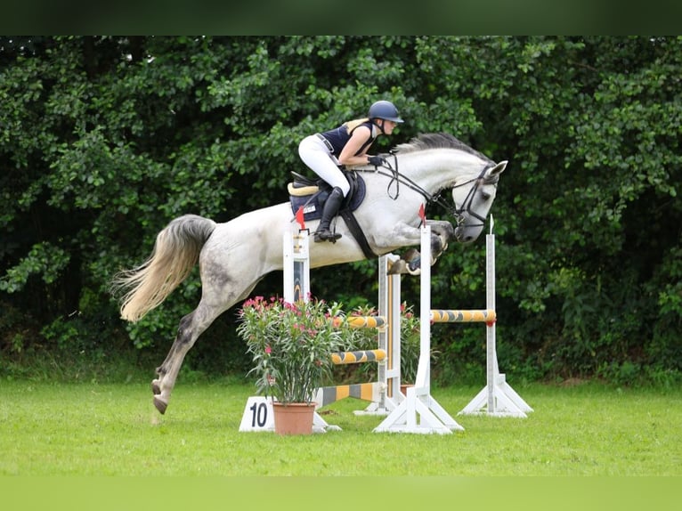 Zangersheider Mare 10 years 17,2 hh Grey in Großensee