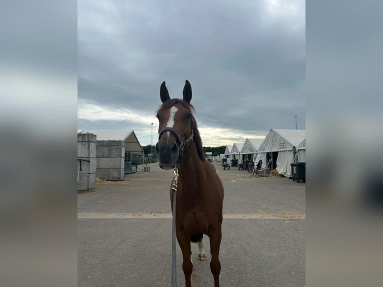 Zangersheider Mare 10 years Chestnut-Red in Koewacht