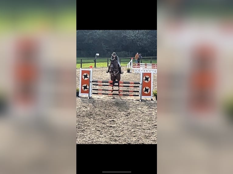 Zangersheider Mare 10 years Chestnut-Red in Koewacht