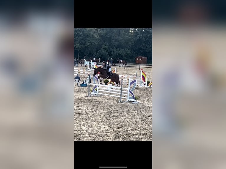 Zangersheider Mare 10 years Chestnut-Red in Koewacht