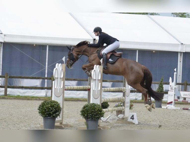 Zangersheider Mare 10 years Chestnut-Red in Koewacht