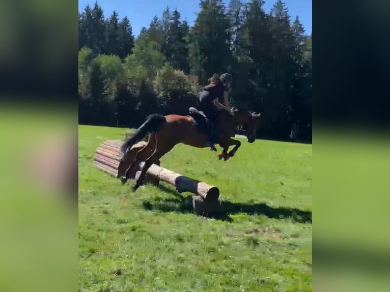 Zangersheider Mare 11 years 15.2 hh  in Sauerlach