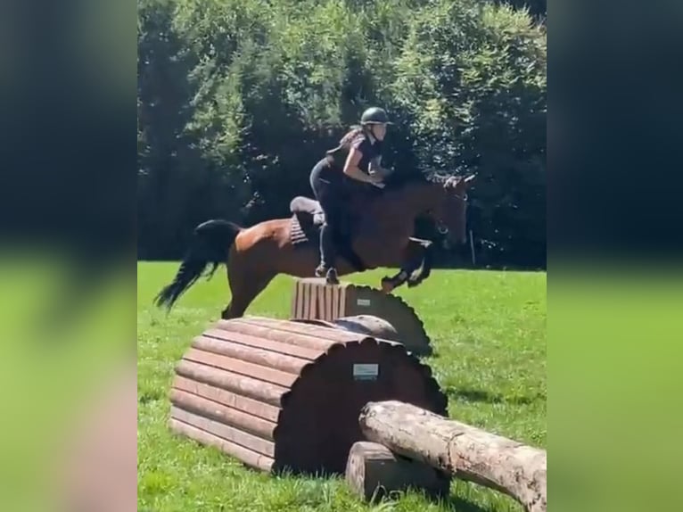 Zangersheider Mare 11 years 15.2 hh  in Sauerlach