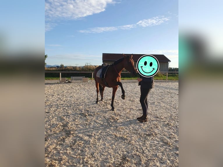 Zangersheider Mare 11 years 15.2 hh  in Holzkirchen
