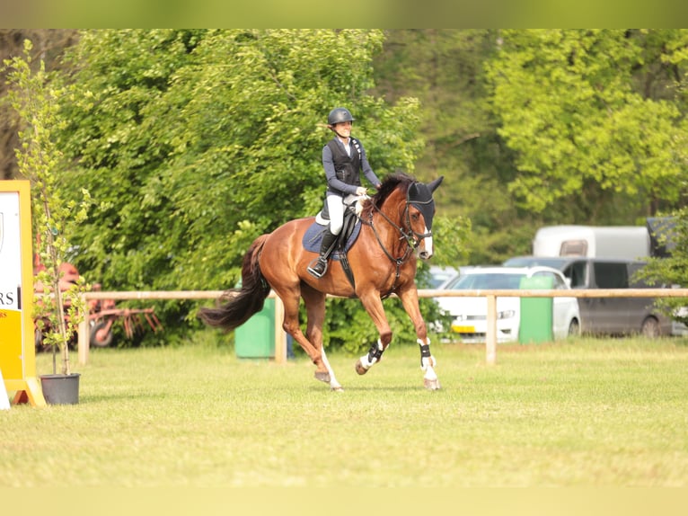 Zangersheider Mare 11 years 15,3 hh Bay-Dark in Broekhuizenvorst