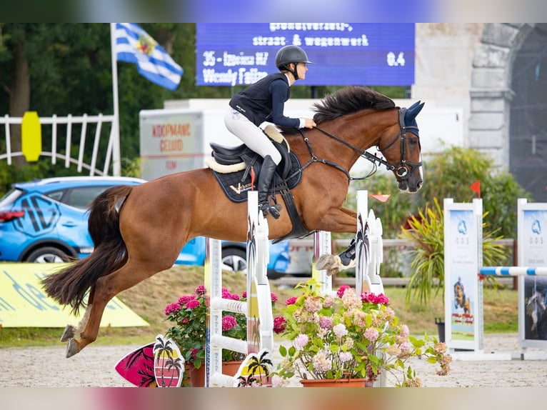 Zangersheider Mare 11 years 15,3 hh Bay-Dark in Broekhuizenvorst
