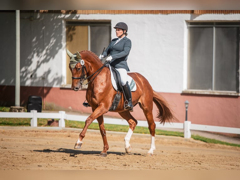 Zangersheider Mare 11 years 16,2 hh Chestnut-Red in Much