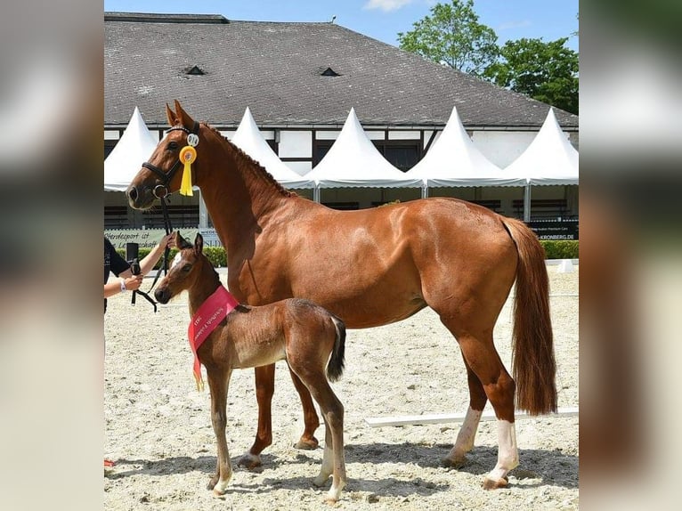 Zangersheider Mare 11 years 16,2 hh Chestnut-Red in Much