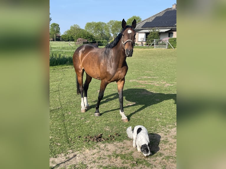 Zangersheider Mare 11 years 16 hh Brown in KranenburgKranenburg