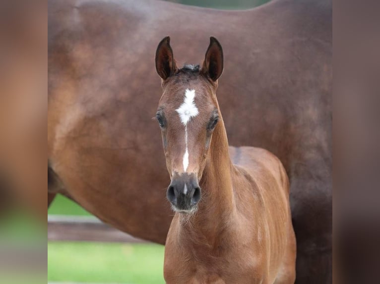 Zangersheider Mare 11 years 16,1 hh Brown in H&#xFC;tschenhausen