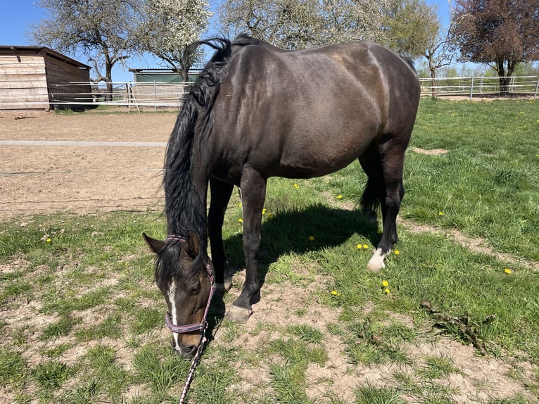 Zangersheider Mare 11 years 16,1 hh Brown in H&#xFC;tschenhausen