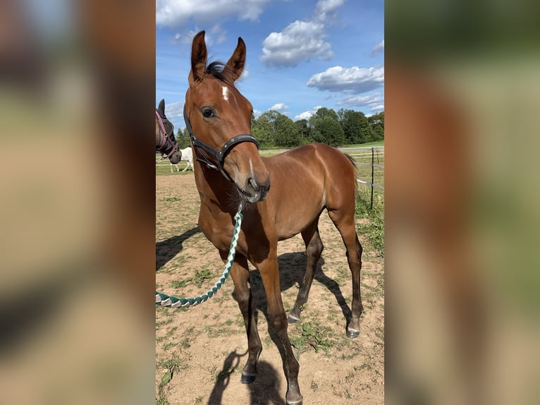 Zangersheider Mare 11 years 16,1 hh Brown in H&#xFC;tschenhausen