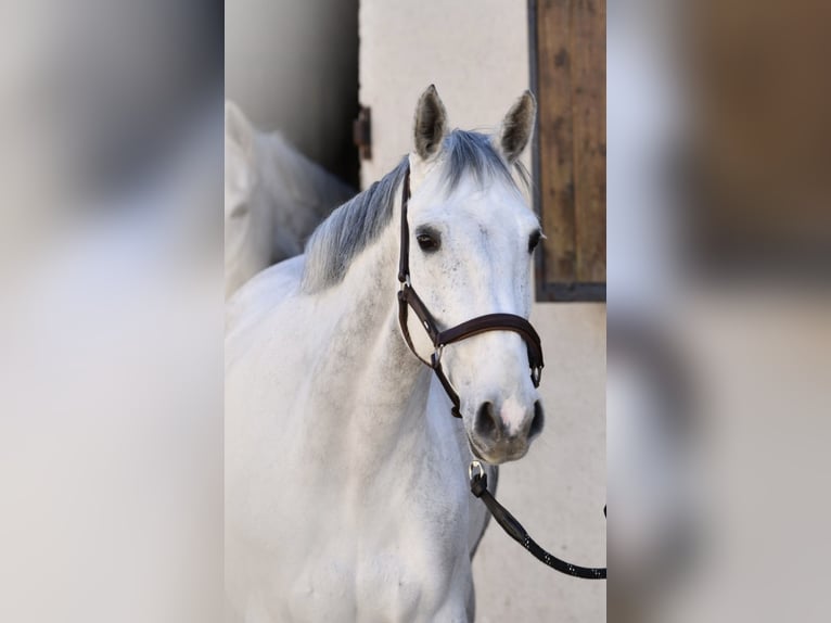 Zangersheider Mare 11 years 16,1 hh Grey in Drocourt