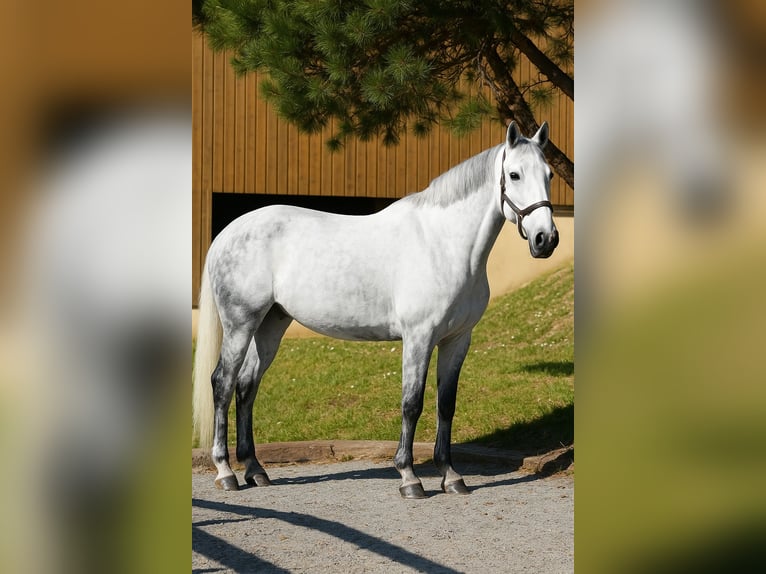 Zangersheider Mare 11 years 16,1 hh Grey in Drocourt
