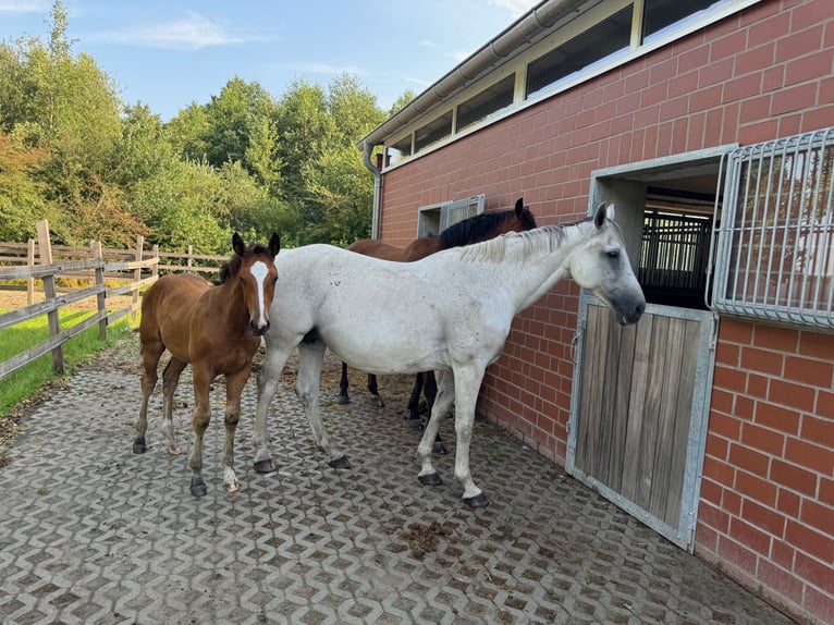 Zangersheider Mare 11 years 16,2 hh Grey in Meppen Zangersheider Mare 11 years 16,2 hh Grey in Meppen