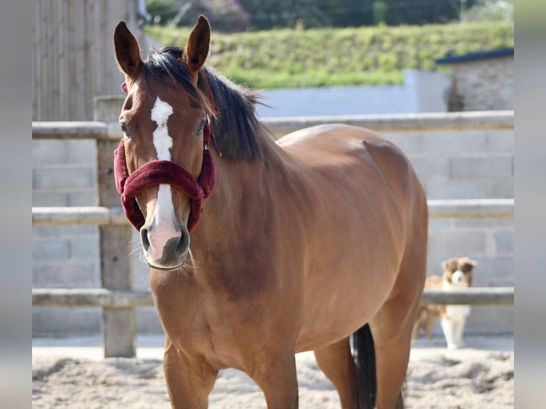 Zangersheider Mare 11 years 17 hh Brown in Quimper