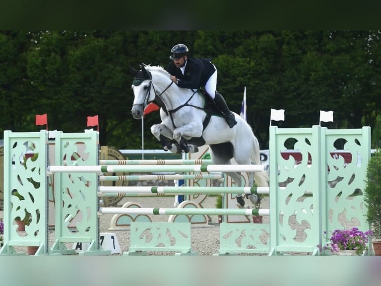 Zangersheider Mare 11 years Grey in Buja