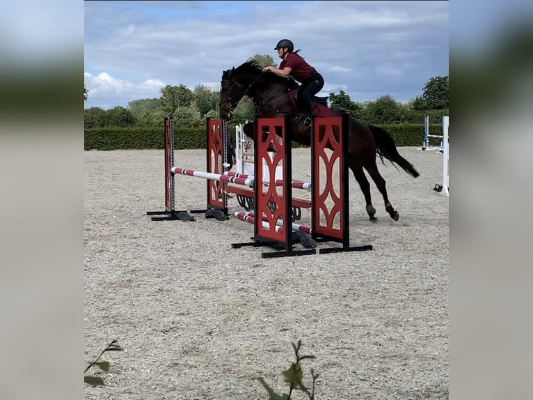 Zangersheider Mare 12 years 16.1 hh Bay-Dark in Laarne