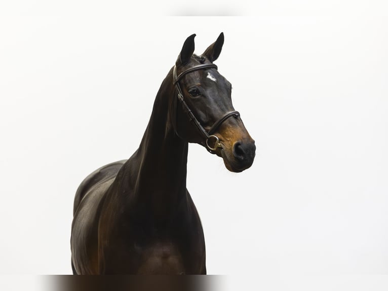 Zangersheider Mare 12 years 16.1 hh Black in Waddinxveen