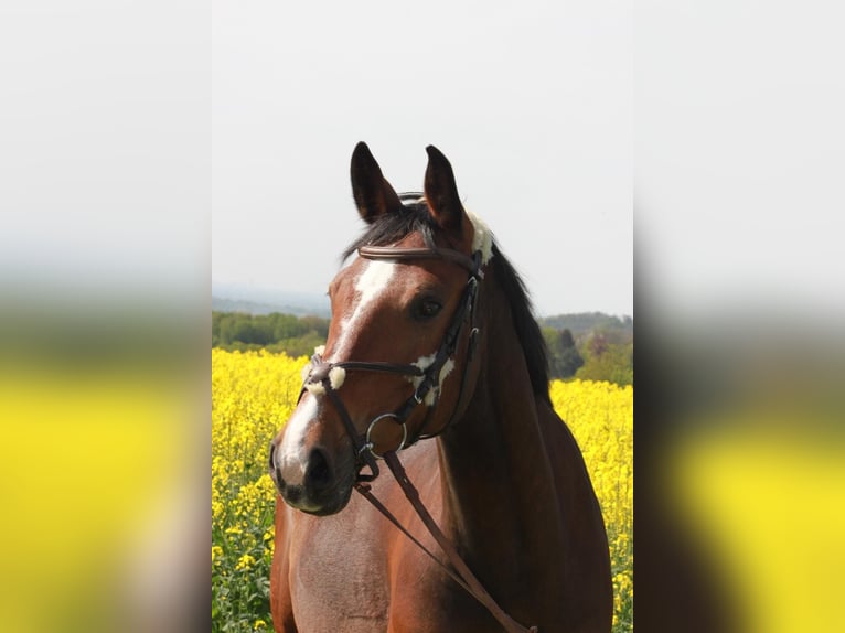 Zangersheider Mare 12 years 16,1 hh Brown in Königswinter