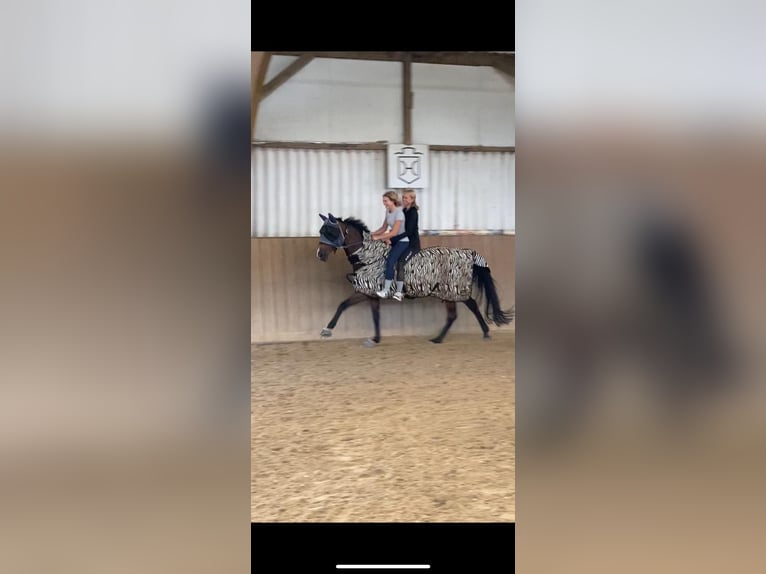 Zangersheider Mare 12 years 16,1 hh Brown in Königswinter