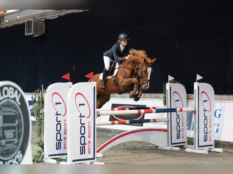 Zangersheider Mare 12 years 16,1 hh Chestnut-Red in Strijbeek