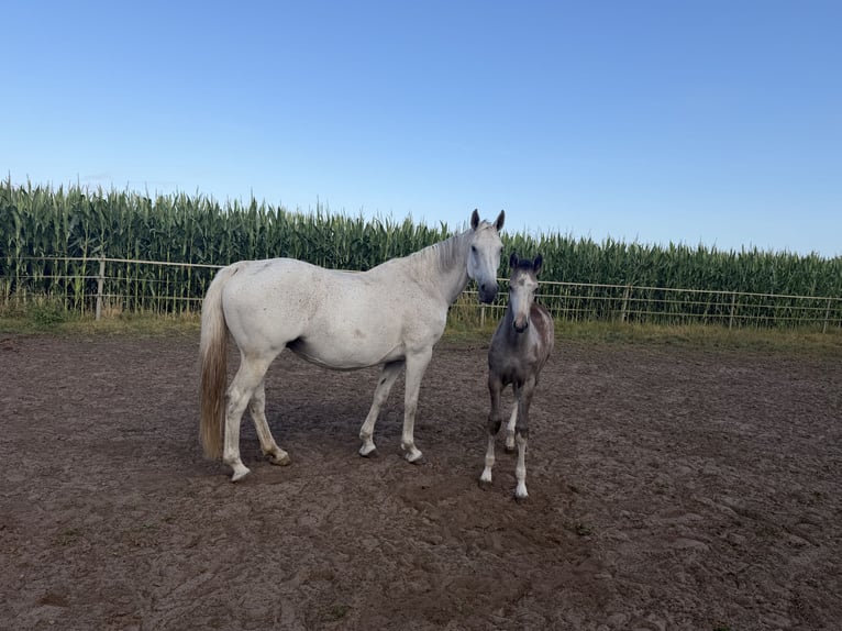 Zangersheider Mare 12 years 16.1 hh Grey in Meppen