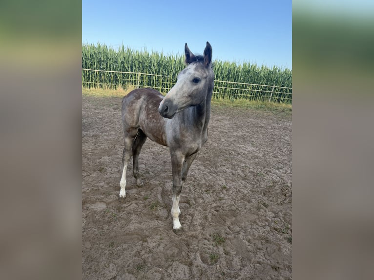 Zangersheider Mare 12 years 16.1 hh Grey in Meppen