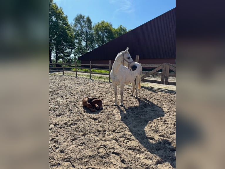 Zangersheider Mare 12 years 16.2 hh Grey in Meppen