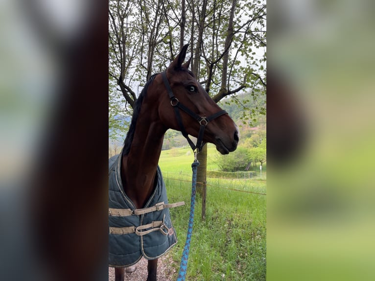 Zangersheider Mare 12 years 16.3 hh  in Einbeck, neidersachsen
