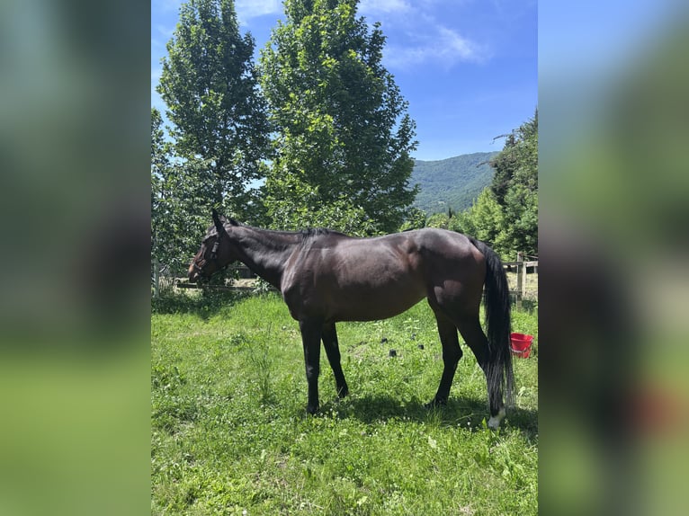 Zangersheider Mare 12 years 16.3 hh  in Einbeck, neidersachsen