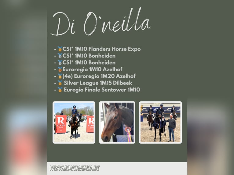 Zangersheider Mare 12 years 16 hh Brown in Ternat