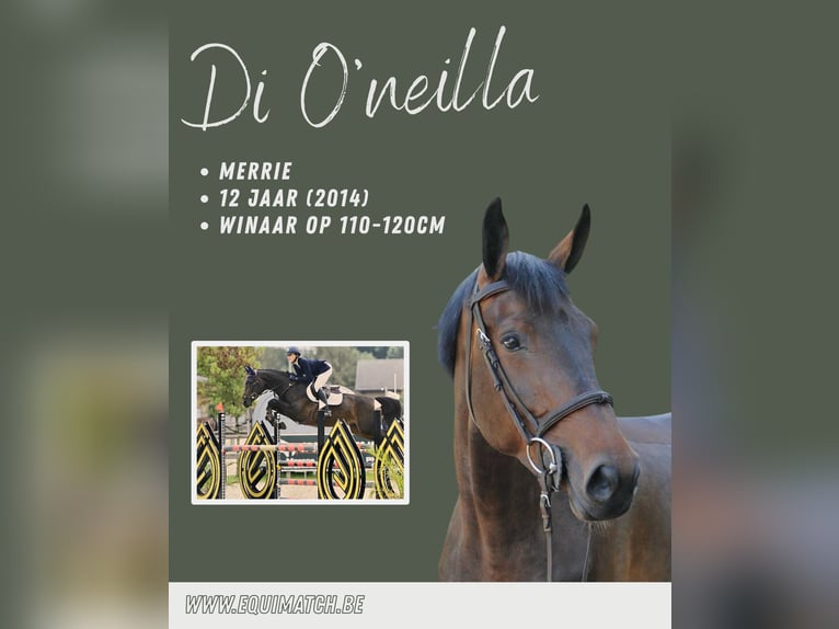 Zangersheider Mare 12 years 16 hh Brown in Ternat