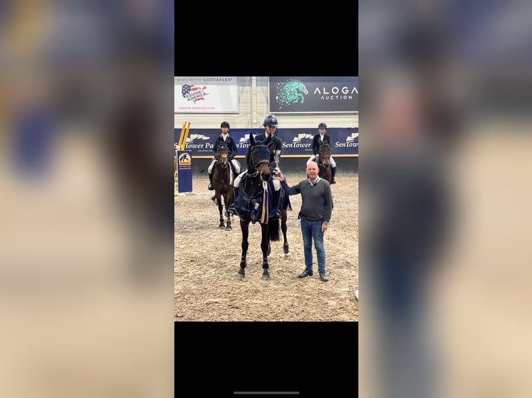 Zangersheider Mare 12 years 16 hh Brown in Ternat