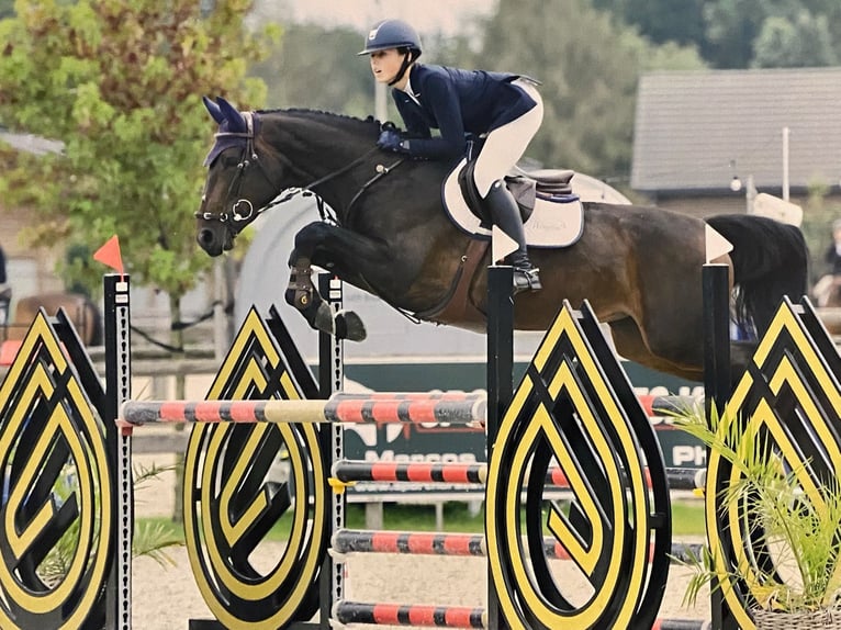 Zangersheider Mare 12 years 16 hh Brown in Ternat