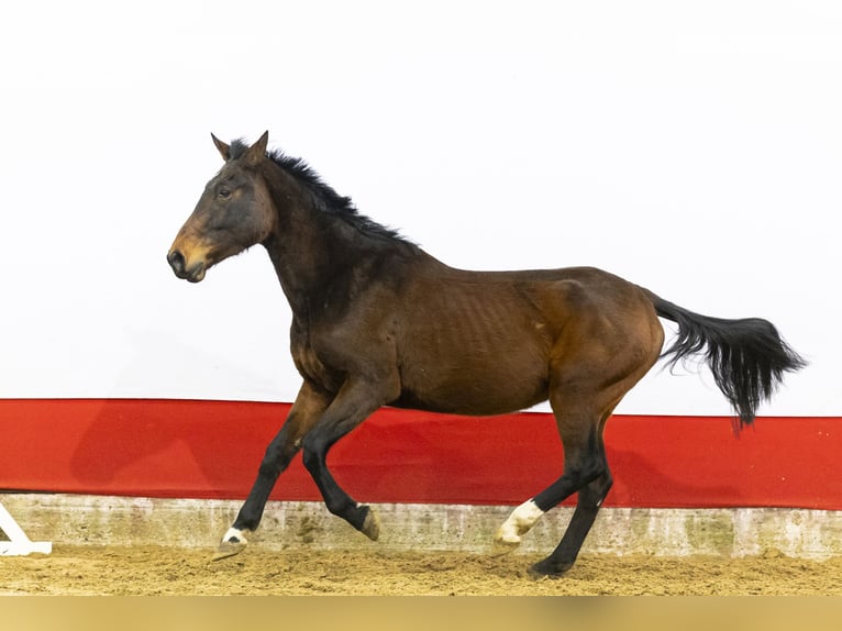Zangersheider Mare 12 years 16 hh  in Waddinxveen