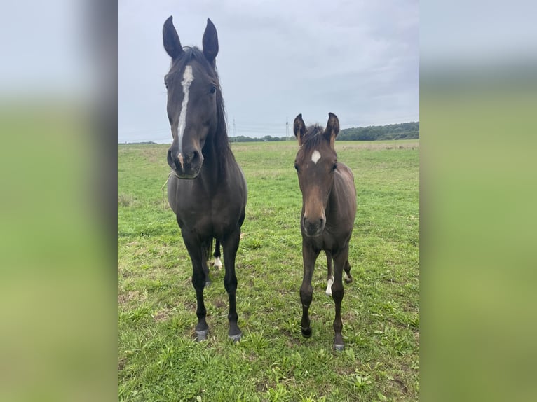 Zangersheider Mare 12 years 16,1 hh Brown in Hütschenhausen