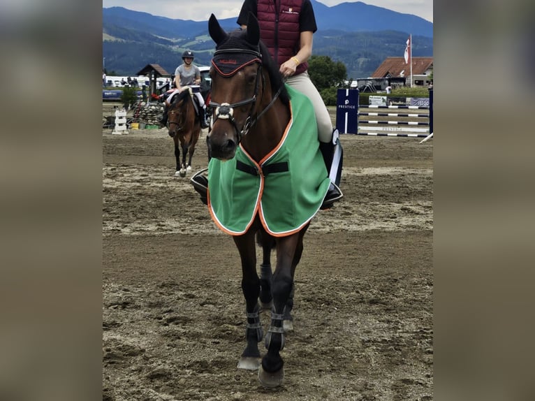 Zangersheider Mare 12 years 16,1 hh Brown in Deutschlandsberg