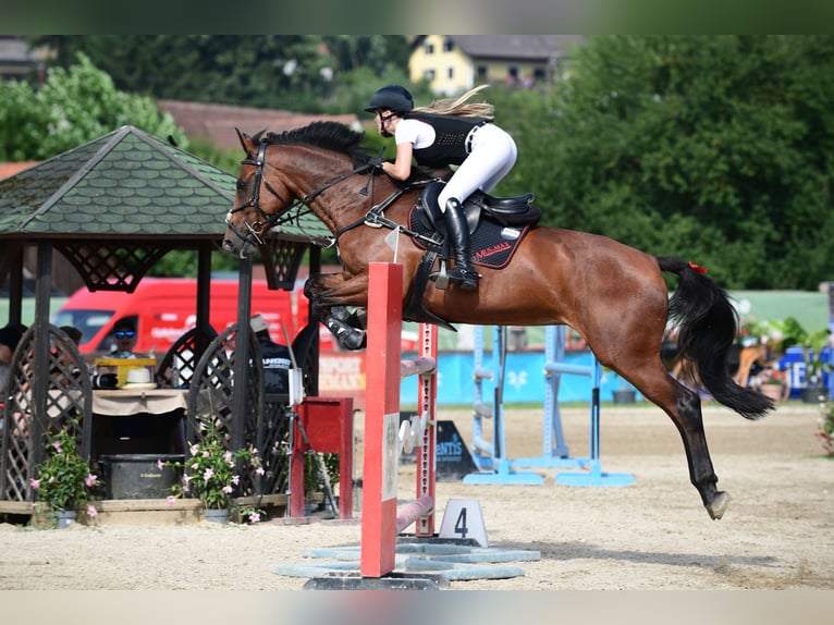 Zangersheider Mare 12 years 16,1 hh Brown in Deutschlandsberg