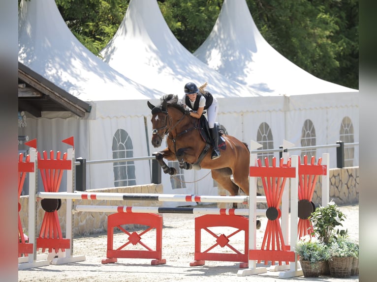 Zangersheider Mare 12 years 16,1 hh Brown in Deutschlandsberg
