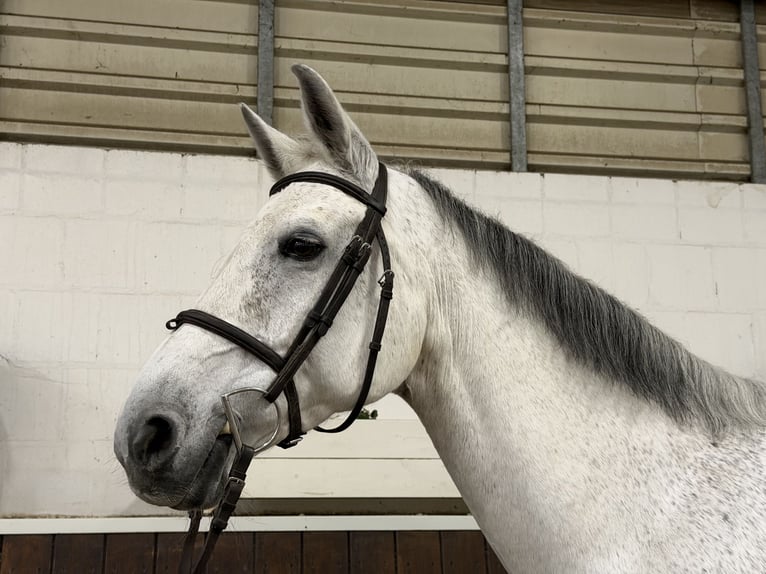 Zangersheider Mare 12 years 16,3 hh Grey in Nettetal Zangersheider Mare 12 years 16,3 hh Grey in Nettetal