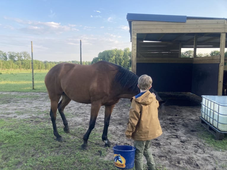 Zangersheider Mare 12 years 17 hh Brown in Bilzen