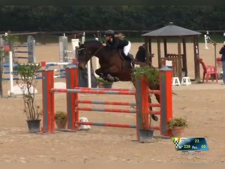 Zangersheider Mare 12 years 17,1 hh Brown in GROTE-BROGEL