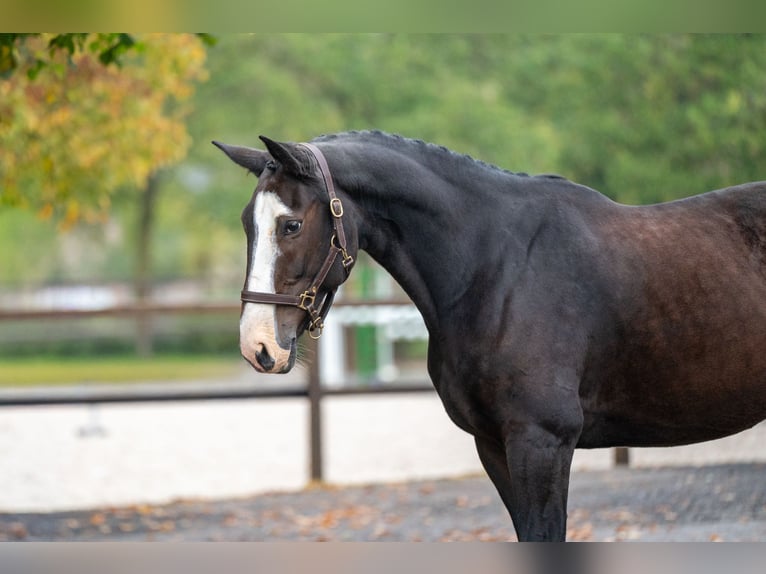 Zangersheider Mare 13 years 16.1 hh Brown in Kaulille