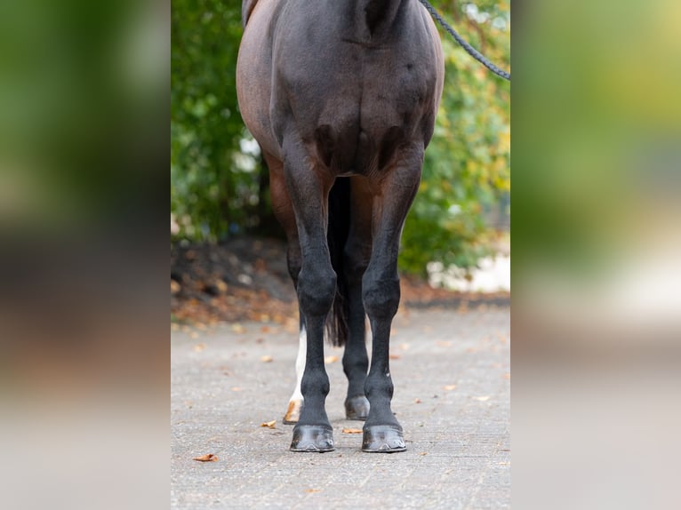 Zangersheider Mare 13 years 16.1 hh Brown in Kaulille