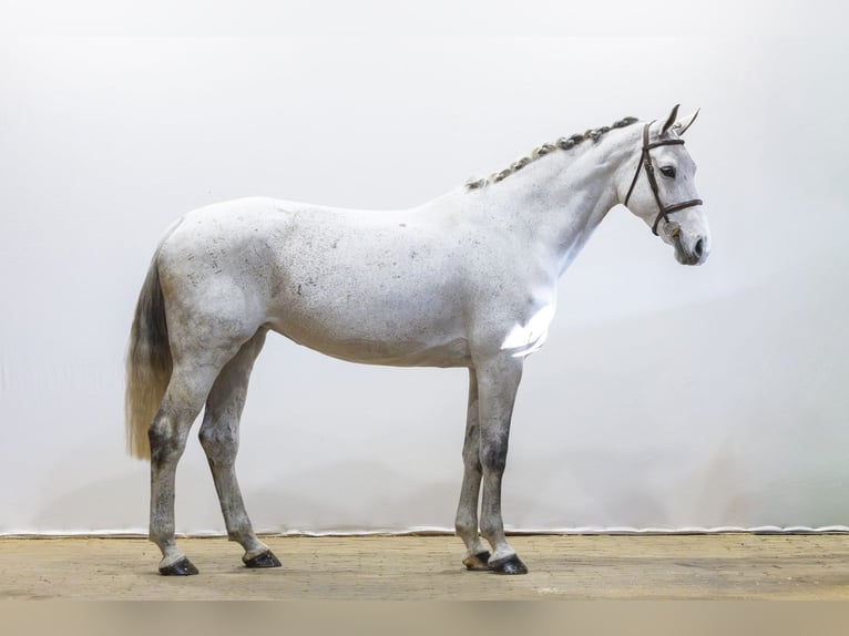 Zangersheider Mare 13 years 16.2 hh  in Waddinxveen