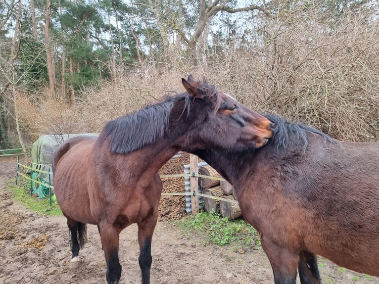 Zangersheider Mare 13 years 16 hh in Neubukow