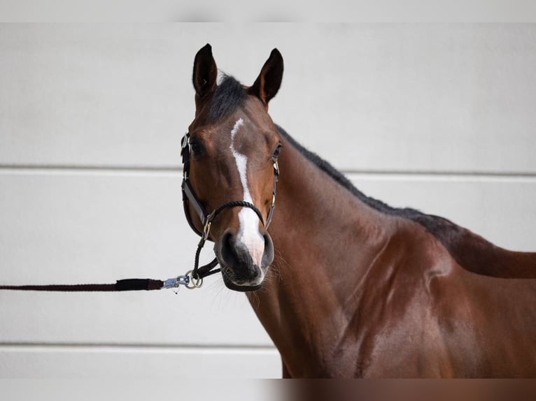 Zangersheider Mare 13 years 16 hh Brown in Krefeld